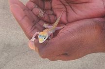 Sandwich Harbour Dunes & Ocean 4x4 Experience from Walvis Bay