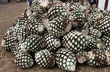 Full-Day Tour in Tequila factory and Cantaritos el Gúero