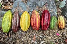 Cacao day experience from the wood to your cup!