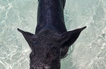 Rose Island Swimming Pigs Half-Day Boat Tour with Lunch