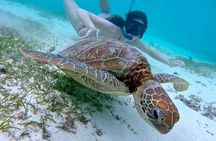 Half-Day at Green Cay Bahamas Snorkeling with Turtles