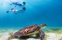 Half-Day at Green Cay Bahamas Snorkeling with Turtles