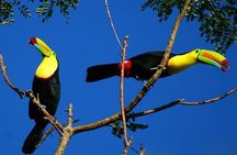 Rio Celeste Tour: Hiking, Sloth Sanctuary & Llanos de Cortes Waterfall (PRIVATE)