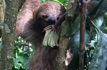 Rio Celeste Tour: Hiking, Sloth Sanctuary & Llanos de Cortes Waterfall (PRIVATE)