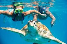Snorkeling With The Turtles 