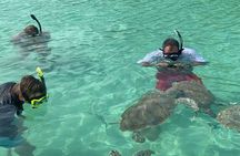 Snorkeling With The Turtles 