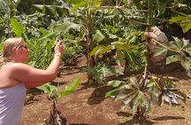 Rain forest, Wild life, Waterfall and Chocolate Private Tour