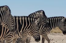 Private Multi-Day Tour Self-Drive for Beginners Safari in Namibia
