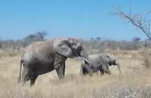 Private Multi-Day Tour Self-Drive for Beginners Safari in Namibia
