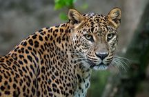 Private Day Tour: Yala National Park Safari Tour from Galle & Weligama
