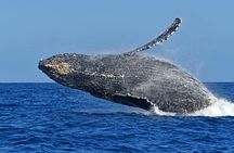 Whale Watching by Zodiac in Cabo San Lucas with Photos Included 
