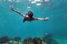 Whale Watching & Snorkeling Combo in Los Cabos with Photos Included 
