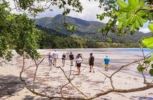 Cape Tribulation & Ziplining: Ultimate Daintree