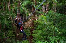 Cape Tribulation & Ziplining: Ultimate Daintree