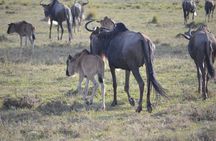 4 Day Private Lake Naivasha and Maasai Mara Safari Adventure