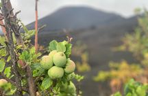 Full-Day Tour From São Filipe with Coffee Plantation and Natural Pools