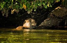 Tambopata Eco Jungle - 3 Day Tour (Nature and Wildlife)