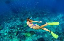 Cozumel Sea Safari Snorkeling Tour