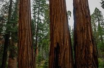 Big Sur Private SUV Charter - San Francisco Round trip or One way