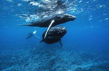 Private Half Day Whale Watching Tour