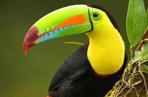  Curi-cancha Bird-Watching tour semi private 