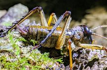Nocturnal adventure Glow-worm tour