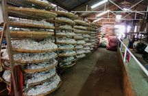 Dalat countryside and waterfalls tours