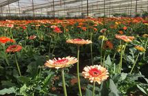 Dalat Mario Kart - Mongo land and countryside tours