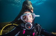 Dive in La Paz with Sea Lions, Turtles, Fish Schools and Wrecks