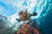 Dive in La Paz with Sea Lions, Turtles, Fish Schools and Wrecks
