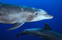 Ocean Safari in La Ventana: Mobula Rays, Dolphins, Orcas & Whales