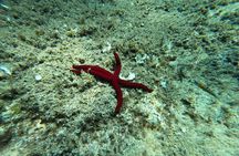 3 Hours Activities Snorkeling Villasimius Isle of Cabbage