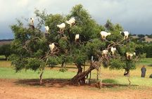 Private Essaouira Luxury day trip 