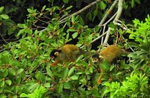 Tambopata Eco Jungle Adventure 4 Days - Immersion in Nature
