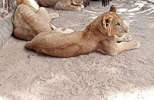 Senegal private tour 8 days 7 nights-minimum 2 people to book it 