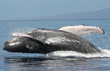 From Ma'alaea Harbor: Sunset Whale Watch Tour Aboard the Malolo