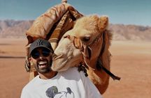 Exclusive Premium Full-Day Journey to Petra & Wadi Rum from Amman