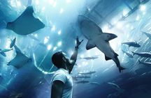 Dubai Aquarium UnderwaterZoo and Penguin cove Admission Ticket