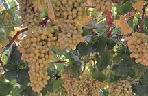 Wine Raki Olive Oil Tasting and Pottery - Small Group 