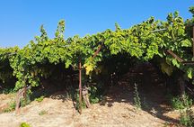 Wine Raki Olive Oil Tasting and Pottery - Small Group 
