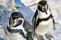 Wild Penguins,Birds,Sandboard,Chilean Drinks & Food/From Valpo