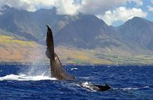 From Ma'alaea Harbor: Sunset Whale Watch Tour Aboard the Malolo