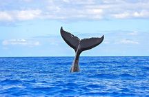 From Ma'alaea Harbor: Sunset Whale Watch Tour Aboard the Malolo