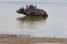 3 Days, 2 Nights Masai Mara Kenya Safari from Nairobi