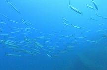 Scuba Diving in the Marine Area of Villasimius (only patented)