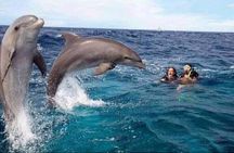 Mnemba Island snorkeling and Swimming with Dolphin