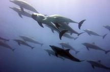 Mnemba Island snorkeling and Swimming with Dolphin