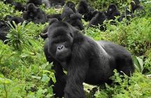 2 Days 1 Night Gorilla Trekking Safari in Rwanda