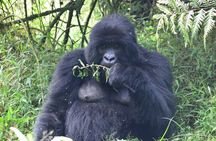 2 Days 1 Night Gorilla Trekking Safari in Rwanda