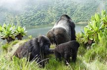 1 Day Rwanda Gorilla Trekking Tour In The Volcanoes National Park